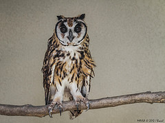 Pseudoscops clamator