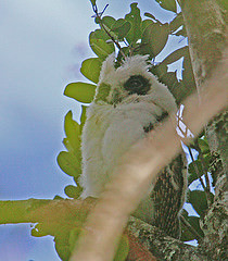 Asio madagascariensis