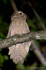 Batrachostomus auritus