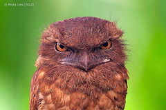 Batrachostomus stellatus