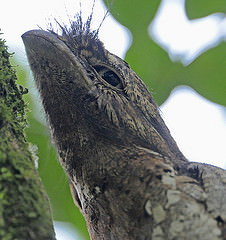 Batrachostomus moniliger