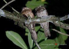 Batrachostomus javensis