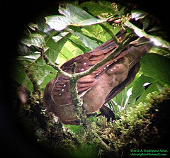 Steatornis caripensis