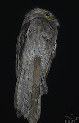 Nyctibius jamaicensis