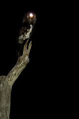 Nyctibius leucopterus