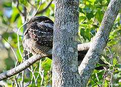 Eurostopodus mystacalis