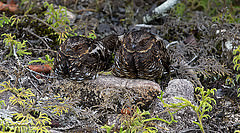 Eurostopodus diabolicus