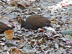 Megapodius reinwardt