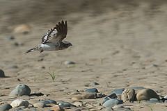 Chordeiles rupestris