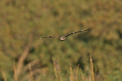 Chordeiles acutipennis