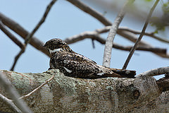 Chordeiles gundlachii