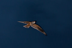 Lurocalis semitorquatus