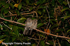 Nyctiprogne leucopyga