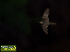 Nyctiprogne vielliardi