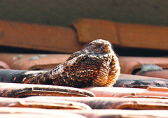 Nyctipolus nigrescens