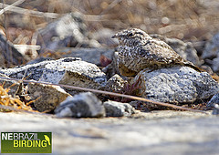 Nyctipolus hirundinaceus