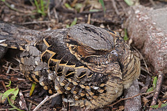 Nyctidromus albicollis