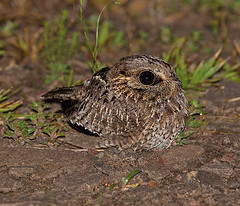 Eleothreptus anomalus