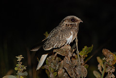 Eleothreptus candicans