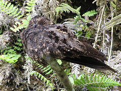 Systellura longirostris