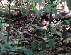 Crypturellus bartletti