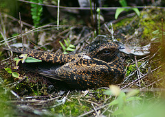 Uropsalis segmentata