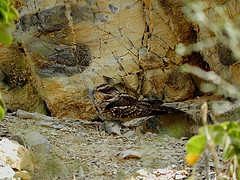 Hydropsalis cayennensis