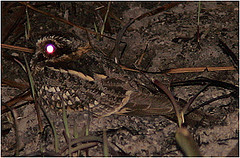 Hydropsalis maculicaudus