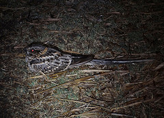 Hydropsalis torquata