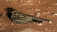 Macropsalis forcipata