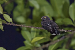 Nyctiphrynus rosenbergi