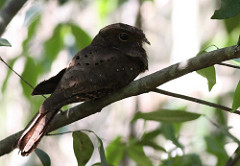 Nyctiphrynus ocellatus