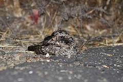 Phalaenoptilus nuttallii