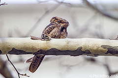 Antrostomus carolinensis