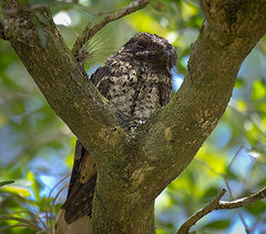 Antrostomus cubanensis