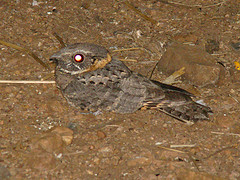 Antrostomus ridgwayi