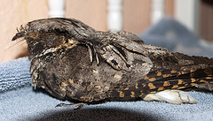 Antrostomus vociferus