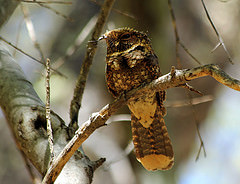 Antrostomus arizonae