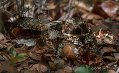 Antrostomus noctitherus