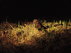 Antrostomus saturatus