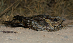 Caprimulgus ruficollis