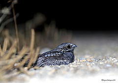 Caprimulgus europaeus