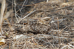 Caprimulgus fraenatus