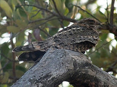 Caprimulgus rufigena