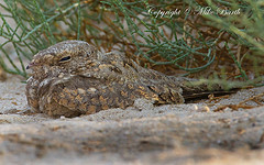 Caprimulgus aegyptius