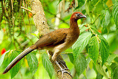 Ortalis erythroptera