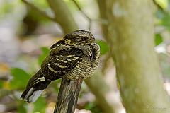 Caprimulgus macrurus