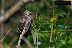 Caprimulgus andamanicus