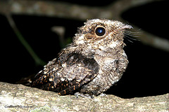 Caprimulgus manillensis