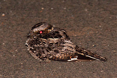 Caprimulgus pectoralis